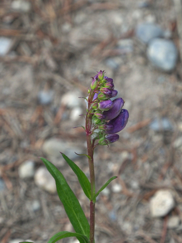 Penstemon strictus