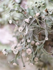 Ramalina stenospora