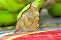 Doleschallia bisaltide pratipa