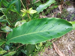 Alpinia uraiensis