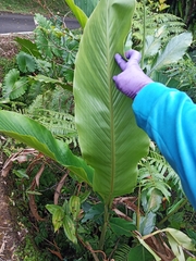 Alpinia uraiensis