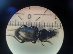 Pterostichus melanarius