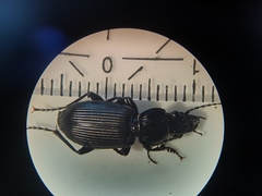 Pterostichus melanarius