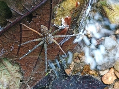 Dolomedes raptor