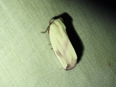 Thurberiphaga diffusa