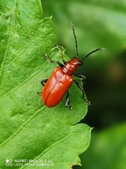 Criocerinae