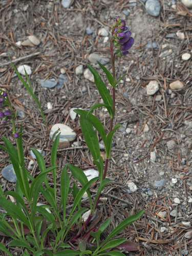 Penstemon strictus