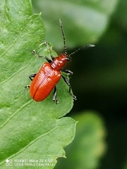 Criocerinae