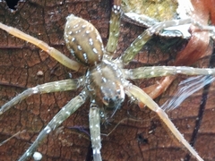 Dolomedes raptor