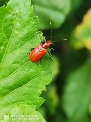 Criocerinae
