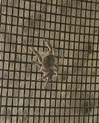 Salticinae