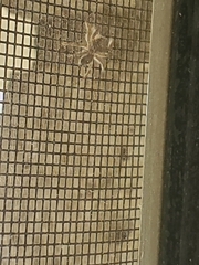 Salticinae