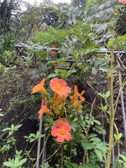 Campsis grandiflora