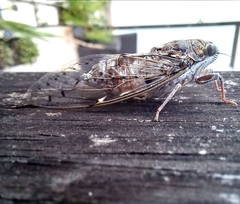 Cicada barbara