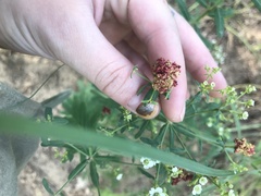 Aculops euphorbicolus