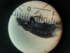 Pterostichus melanarius