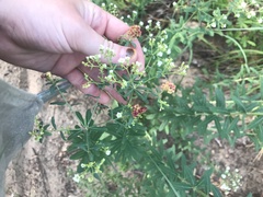 Aculops euphorbicolus