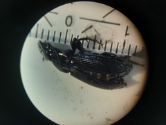 Pterostichus melanarius