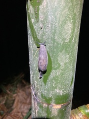 Parmacellidae