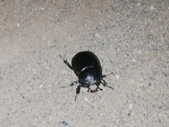 Pentodon bidens punctatus