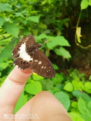 Tagiadini