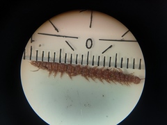 Polydesmus denticulatus