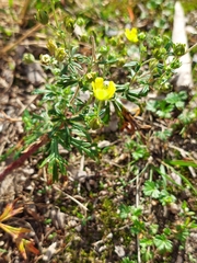 Potentilla argentea