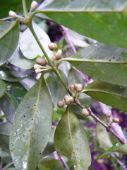 Peponidium cystiporon