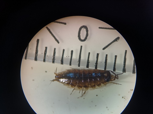 Ligidium hypnorum