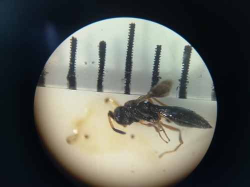 Scelionidae