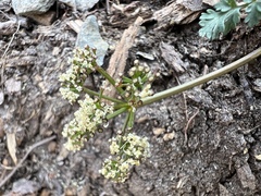 Lomatium martindalei