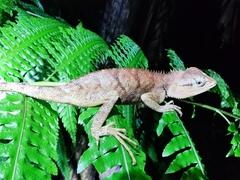 Calotes emma