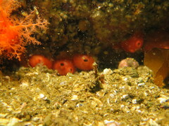 Cnemidocarpa finmarkiensis