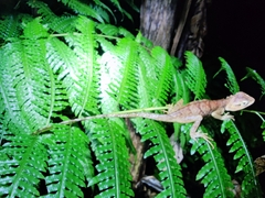 Calotes emma