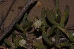 Carpobrotus virescens