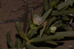 Carpobrotus virescens