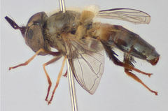 Afrosyrphus varipes