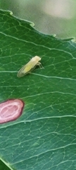 Cacopsylla annulata