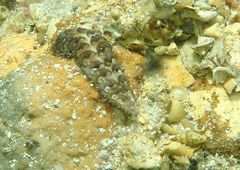 Lepidonotus melanogrammus