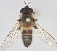 Afrosyrphus schmuttereri