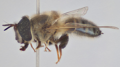 Afrosyrphus schmuttereri