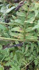 Uromyces viciae-fabae