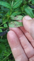 Uromyces viciae-fabae