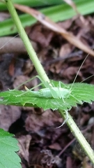 Meconema meridionale