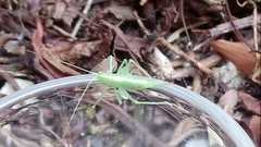 Meconema meridionale