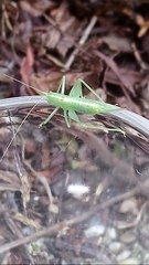 Meconema meridionale