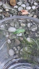 Meconema meridionale