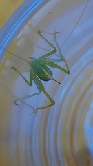 Meconema meridionale