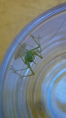 Meconema meridionale