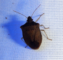 Euschistus obscurus